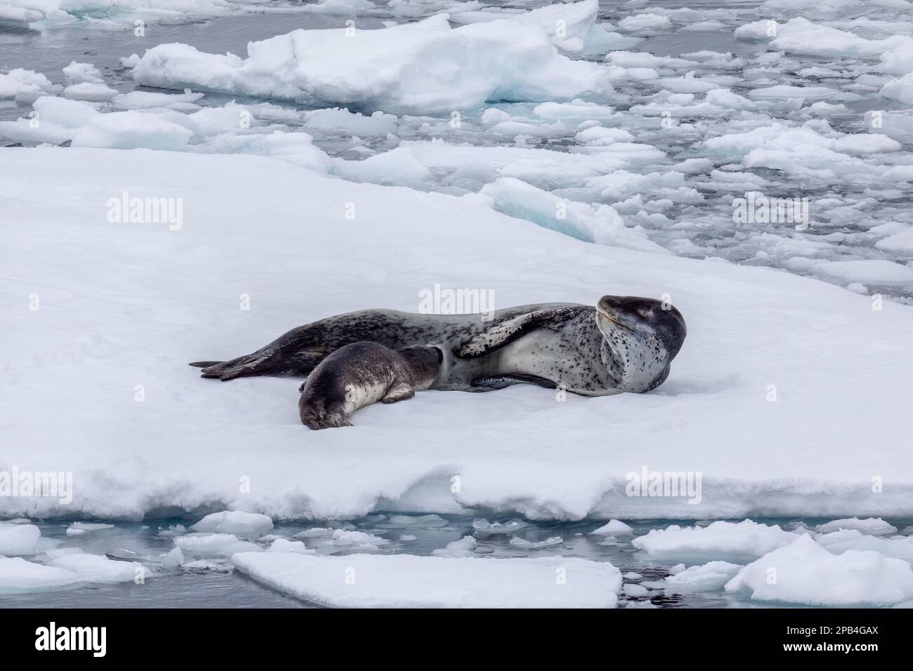 Leopard Seal allattando il cucciolo su un flusso di ghiaccio in Antartide Foto Stock