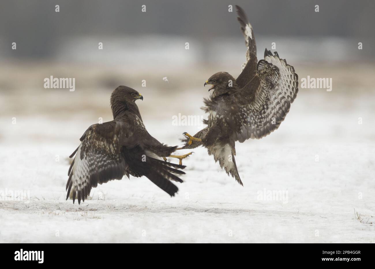 Buzzard comune (Buteo buteo) due immature, in volo, combattendo sulla neve, Polonia, Europa Foto Stock