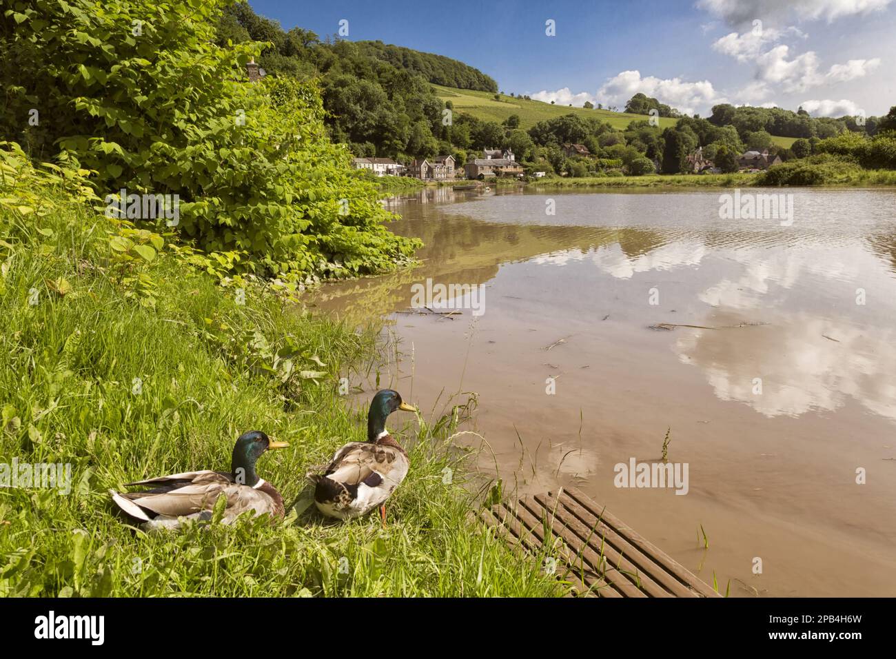 Mallard (Anas platyrhynchos) due maschi adulti, sulla riva del fiume in habitat, River Wye, Tintern, Wye Valley, Monmouthshire, Galles, Regno Unito, Europa Foto Stock