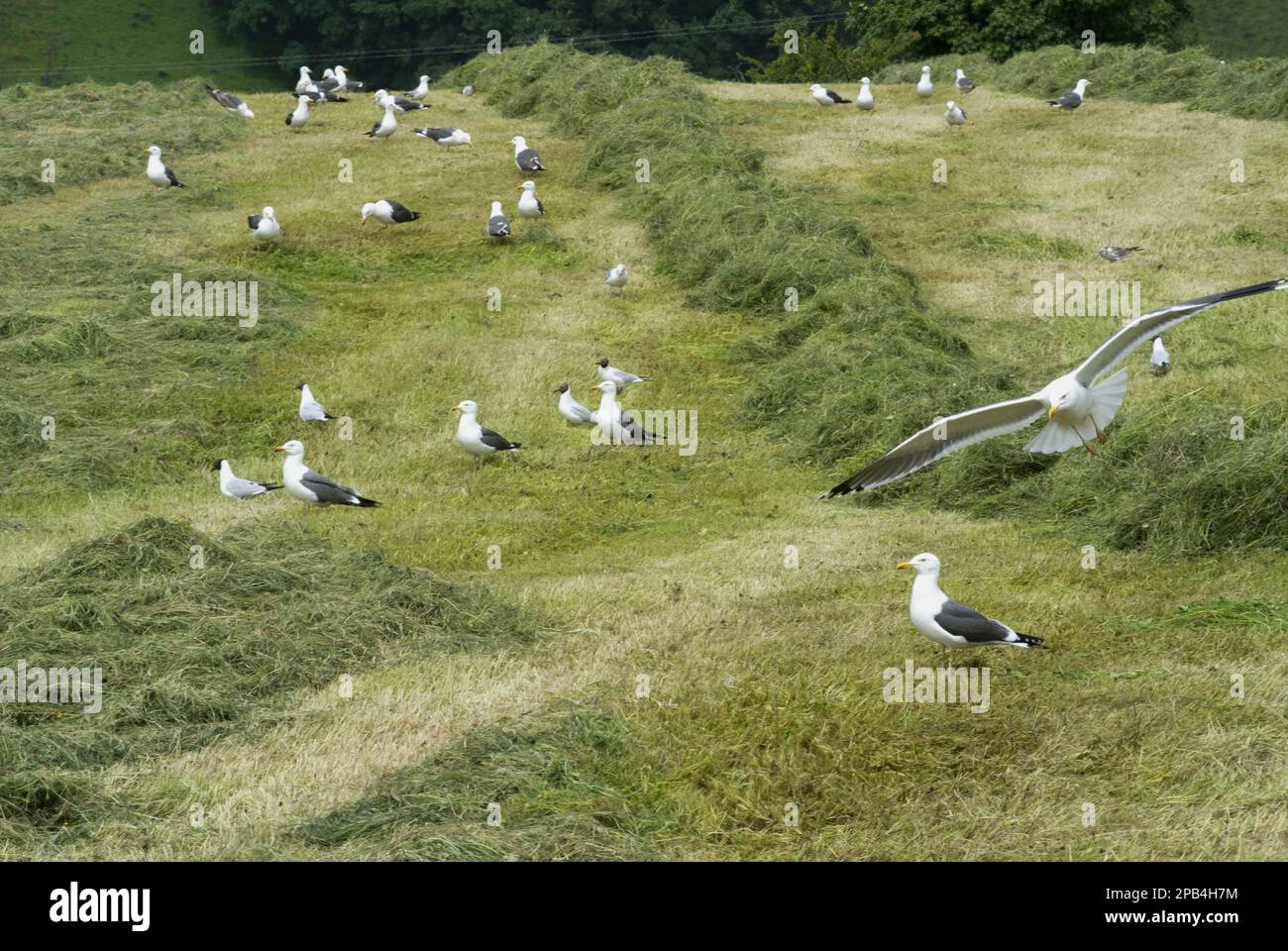 Gull con dorso nero minore (Larus fuscus) e Gull con testa nera (Chroicocephalus ridibundus) si nutrono di gregge miste, si nutrono di prati in falda, si raccolgono vermi e g Foto Stock