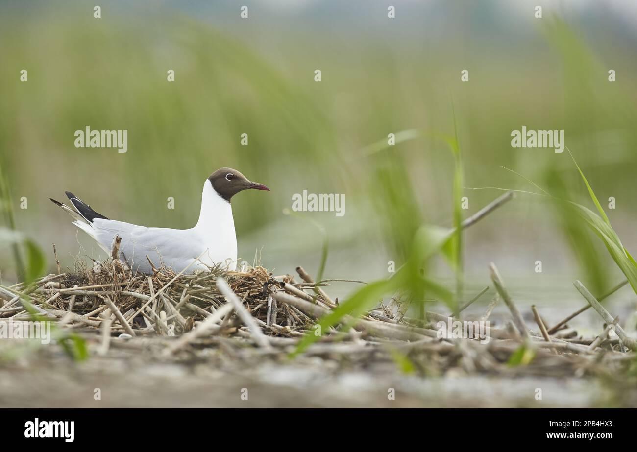 Gabbiano testa nera (Chromicocephalus ridibundus) adulto, piumaggio di allevamento, seduto sul nido in vecchio letto di canna, Bulgaria, Europa Foto Stock