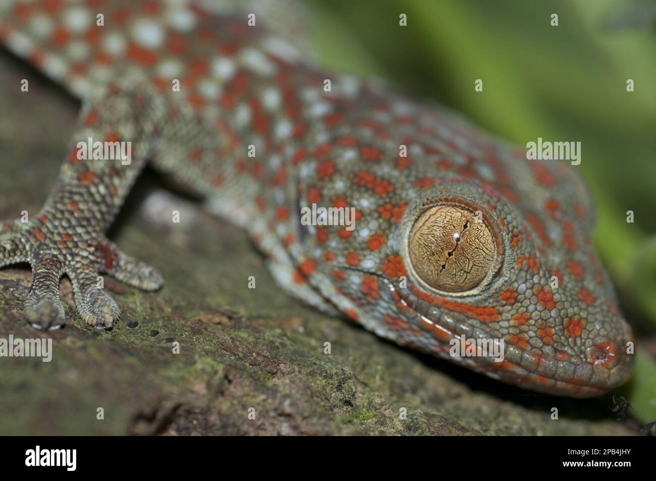 Tokay Gecko (Gecko gecko) adulto, primo piano, Kunkung, Bali, Isole Malate Sunda, Indonesia, Asia Foto Stock