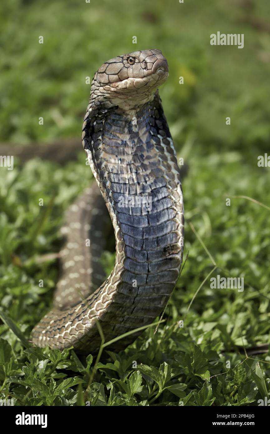 Re cobra (Ophiophagus hannah) adulto, allevando con cappuccio appiattito in minaccia, in cattività e in attesa di rilascio dal Bali Reptile Rescue Centre, Ba Foto Stock