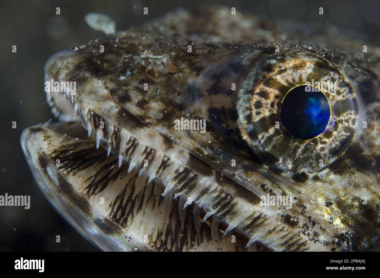 Pesce lucertola (Saurida gracilis) adulto, primo piano della testa, Lembeh Straits, Sulawesi, Isole Sunda, Indonesia, Asia Foto Stock