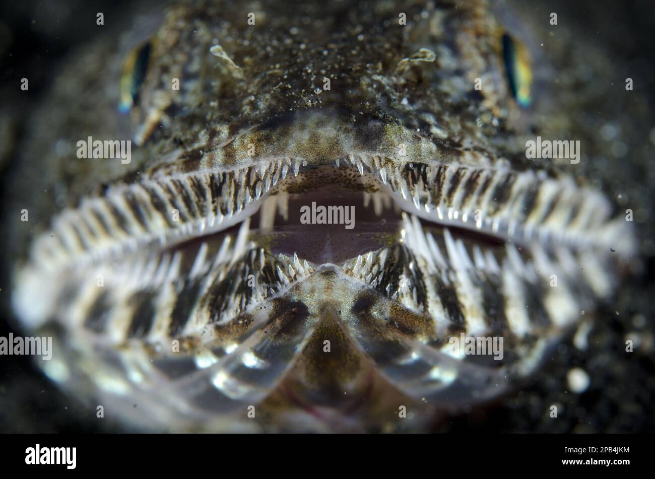 Pesce lucertola (Saurida gracilis) adulto, primo piano della testa, Lembeh Straits, Sulawesi, Isole Sunda, Indonesia, Asia Foto Stock