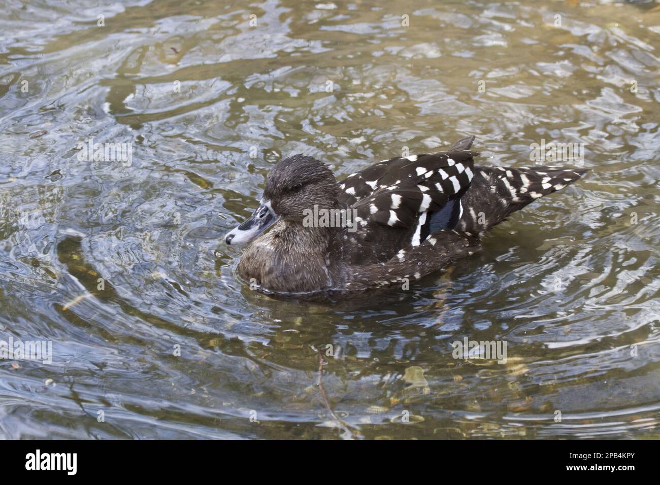 Anatre nere, anatre nere, anatre, uccelli dell'oca, animali, Uccelli anatra nera Foto Stock