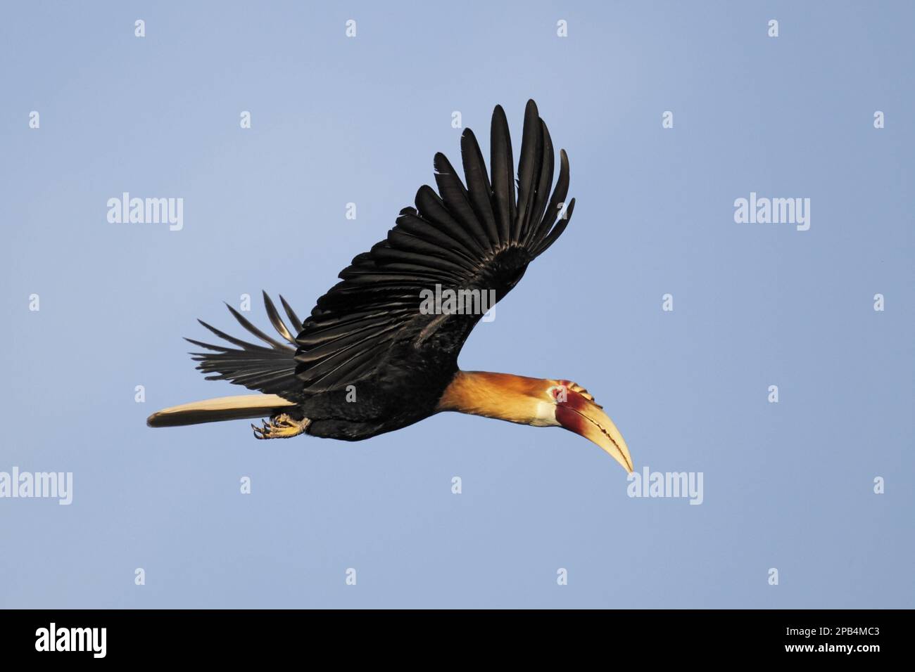 Blyth hornbill (Rhyticeros plicatus mendanae), maschio adulto, in volo, vicino Honiara, Guadalcanal, Isole Salomone, Oceania Foto Stock