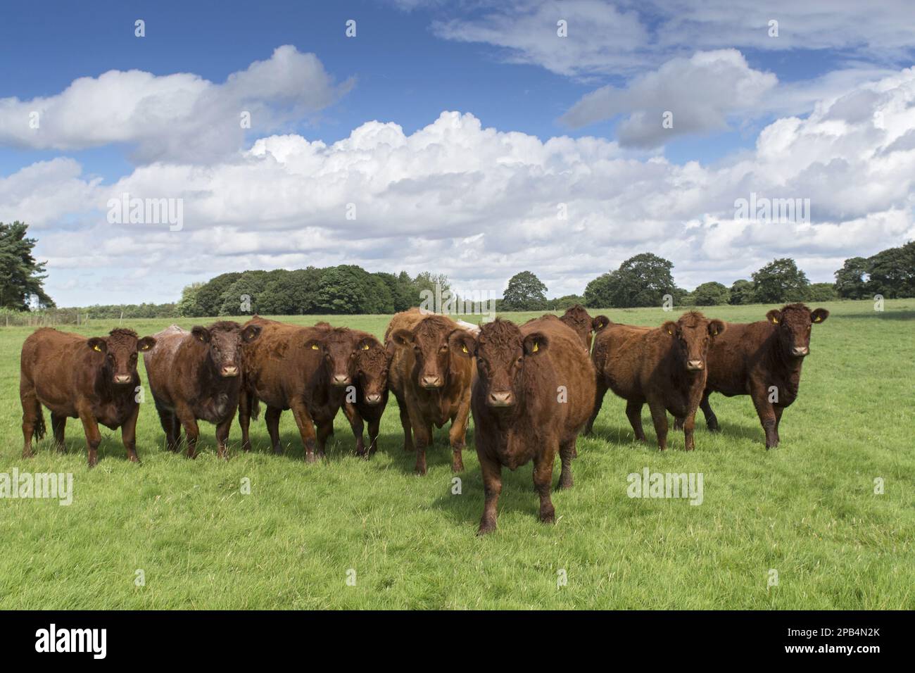 Luingrind, bovini Luing, allevamenti di razza pura, bestiame, animali domestici, ungulati, animali, mammiferi, ungulati, bovini domestici, Bovini, bovini domestici, Foto Stock