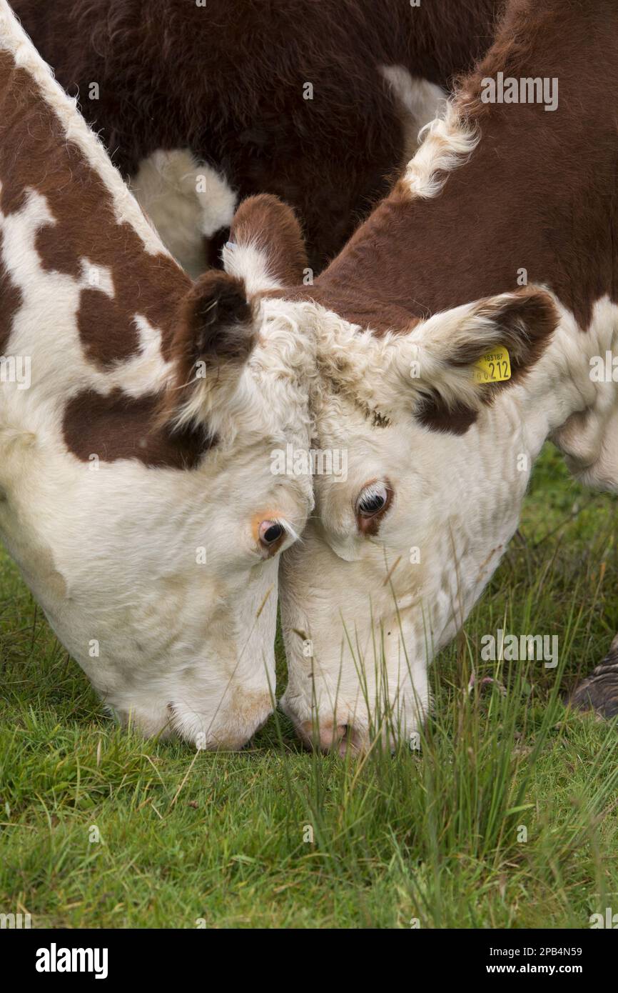 Bovini domestici, vitelli Hereford, primi passi di teste che si nuvolano a vicenda sui pascoli montani, Wensleydale, Yorkshire Dales N. P. North Yorkshire, Inghilterra, Foto Stock