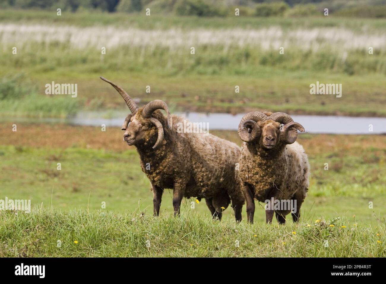 Manx loaghtan pecora, pureed, animali domestici, ungulati, bestiame, Zoccoli, mammiferi, animali, pecore domestiche, pecore Manx loughton Foto Stock