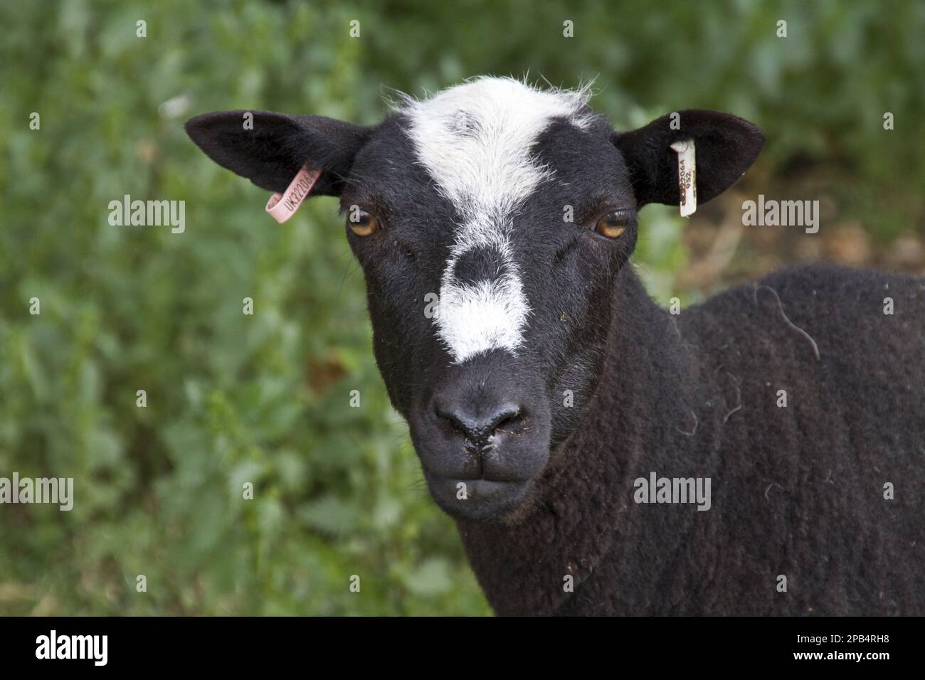 Balwen gallese pecora, pureed, animali domestici, ungulati, bestiame, Artiodato, mammiferi, animali, pecore domestiche, pecore Balwen con tagg di orecchie Foto Stock