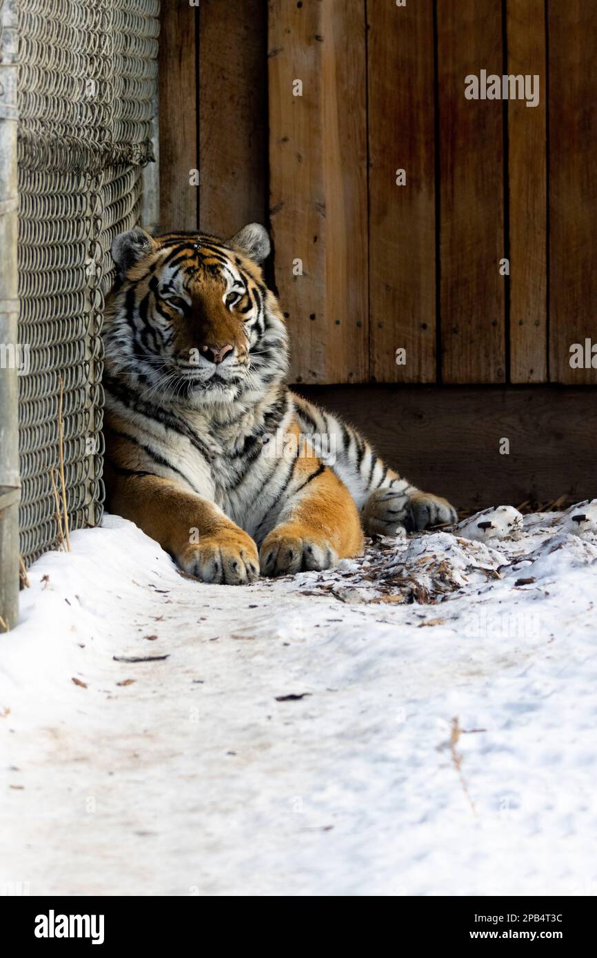 tigre di amur che posa nella neve da recinzione e struttura in legno Foto Stock