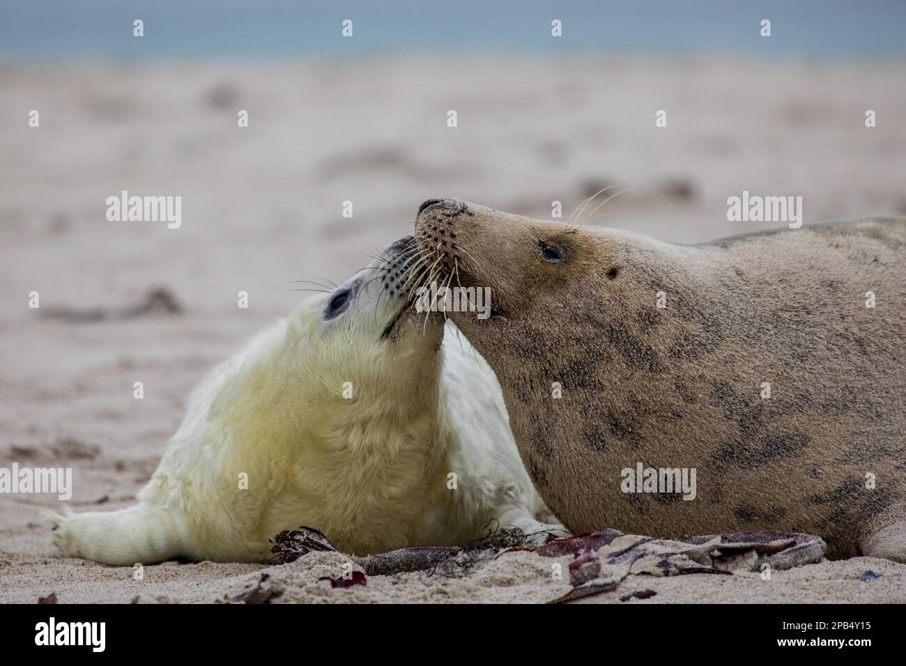 Foca grigia (Halichoerus grypus), duna, Helgoland, Schleswig-Holstein, Germania, Europa Foto Stock