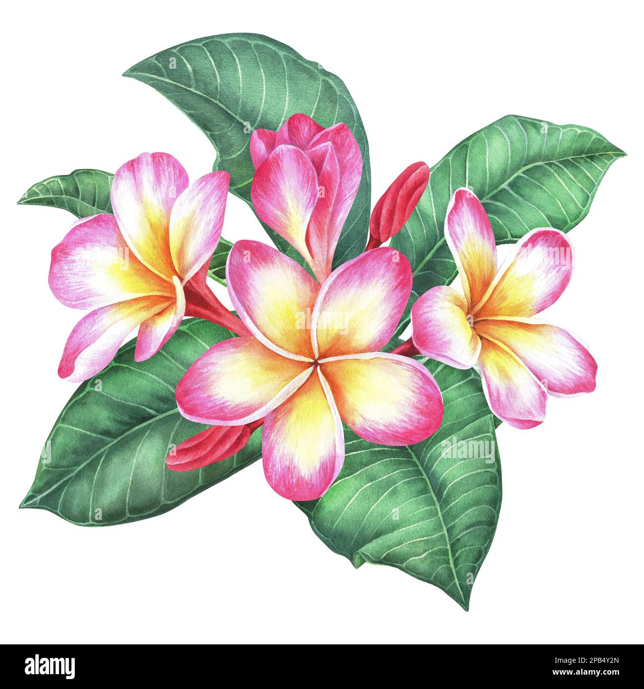 Composizione di fiori e foglie di plumeria. Frangipani.Watercolor botanico illustrazione.isolato su uno sfondo bianco.per il disegno di adesivi, tr Foto Stock