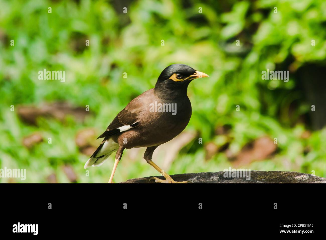 MYNAS è su un ceppo di albero, Starlings sono un uccello residente della Thailandia. Foto Stock