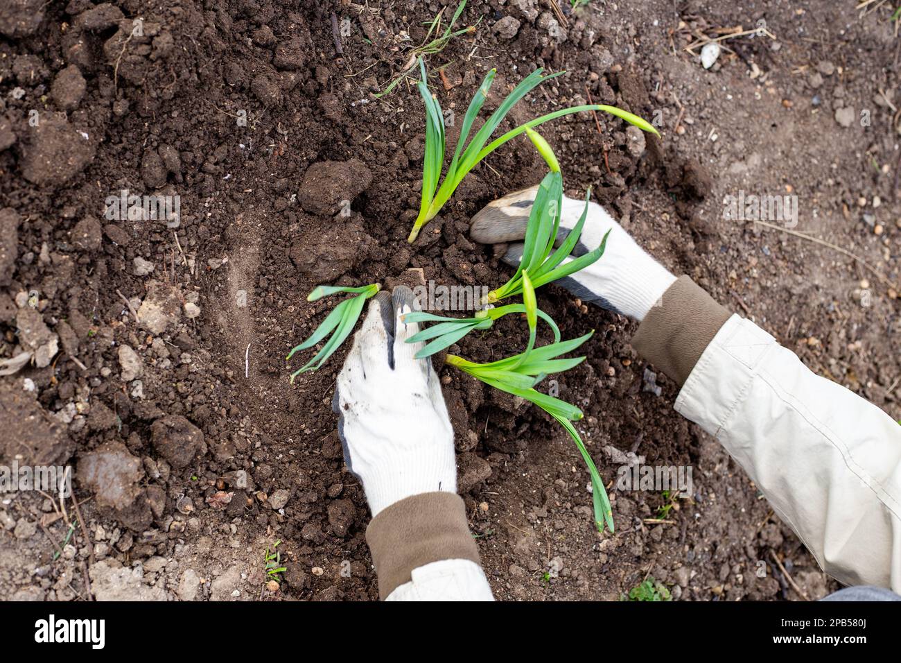 Piantando narcisi nel letto. Il giardiniere sta riempiendo le piantine bulbose di fiori di daffodil con foglie germogliate verdi di terra. Foto Stock