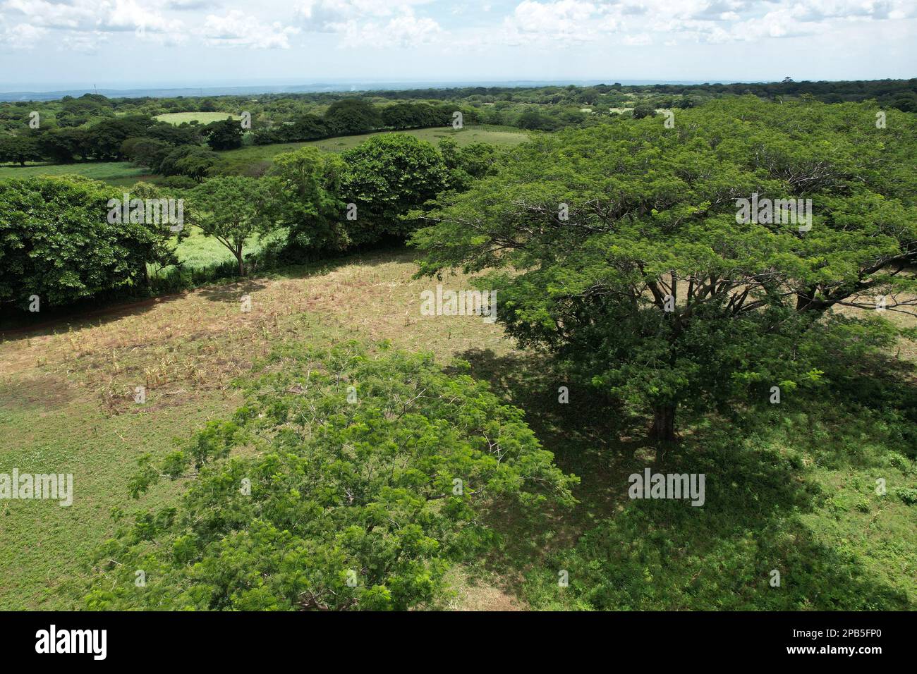 Verde albero in natura tropicale sfondo vista aerea drone Foto Stock