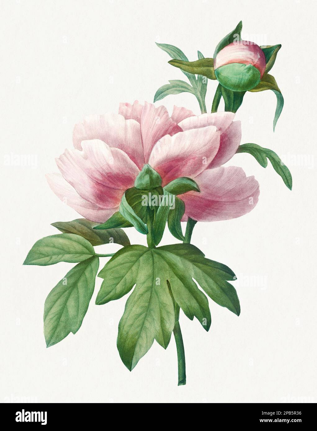 Peonia cinese. Bella illustrazione di fiori. Antica arte botanica di Pierre Joseph Redouté. Circa 1833 Foto Stock