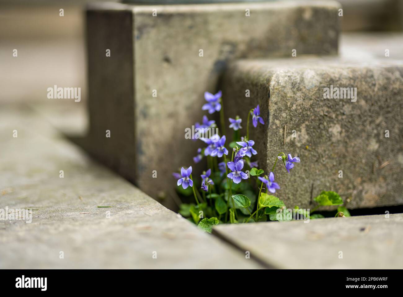 Viola fresco viola canadensis fioritura tra mattoni di pietra. Viola nella soleggiata giornata primaverile. Fioritura cespuglio di violette nel parco. Foto Stock