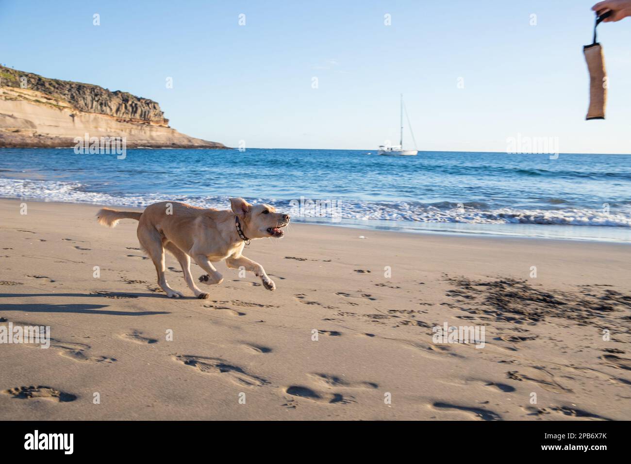 Un cane corre verso un giocattolo di rimorchiatore durante l'allenamento in spiaggia, labrador Retriever razza. Foto Stock