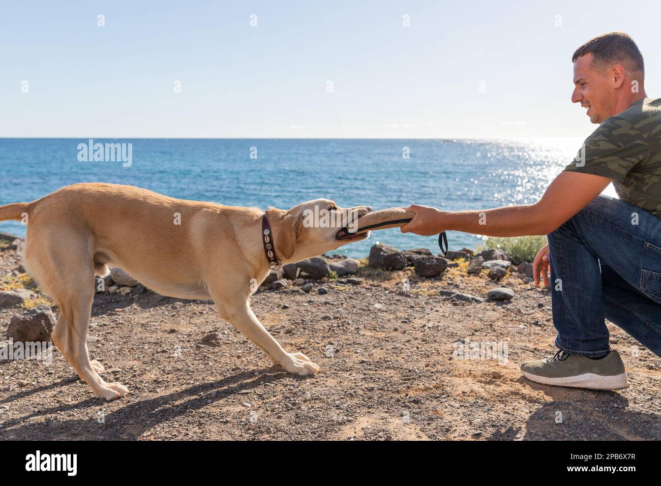 Un addestratore del cane durante un addestramento con un cane che morde il giocattolo del rimorchiatore. Foto Stock