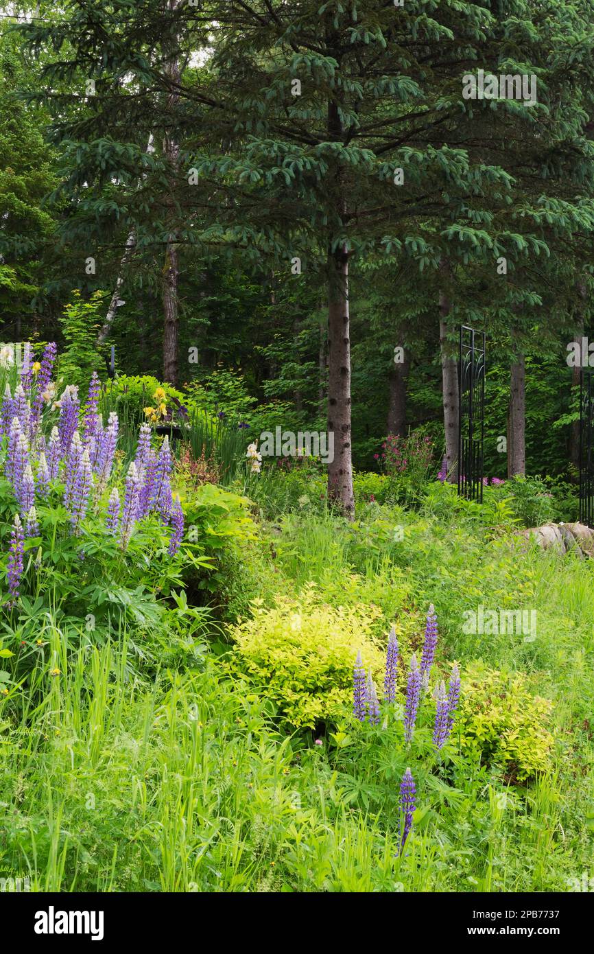 Lupinus perennis 'Perennial Blue' - Lupino selvatico, Spiraea japonica - Spirea giapponese, Picea glauca - Spruce bianco al confine nel giardino cortile. Foto Stock