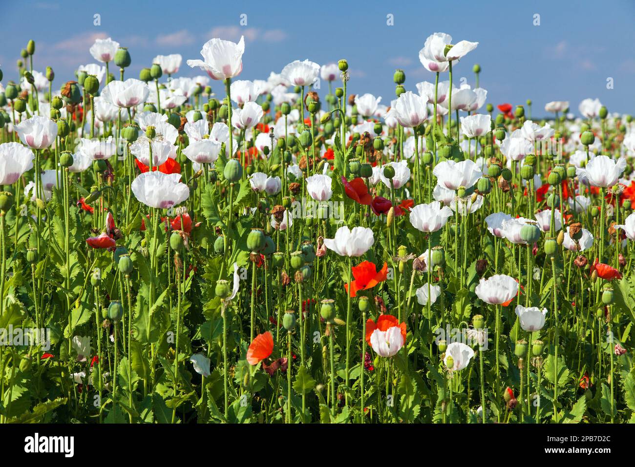 Bianco fiore campo di papavero di oppio in latino papaver somniferum, campo di papavero cucito con papaveri rossi, papavero bianco colorato è cresciuto in Repubblica Ceca per Foto Stock