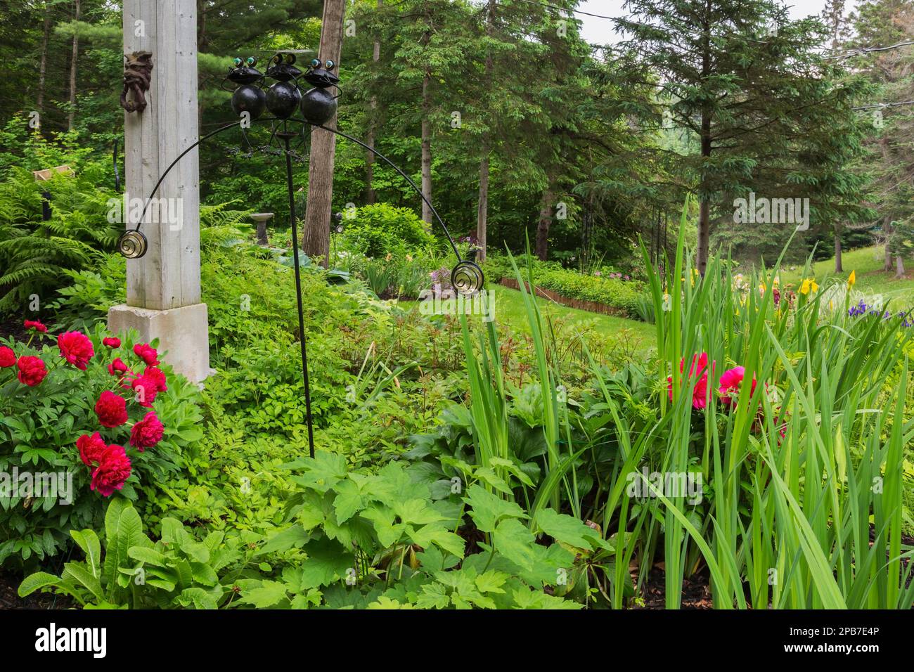 Paeonia lactiflora 'do Tella' - Peonia da giardino comune, Athyrium filix-femina - Lady Fern, Anemone ibrida 'Fantasy Cinderella' - Fiore di vento in confine. Foto Stock