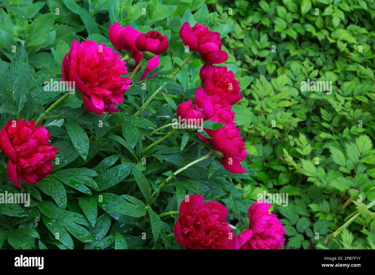 Paeonia lactiflora 'do Tella' - Peonia giardino comune al confine in primavera. Foto Stock