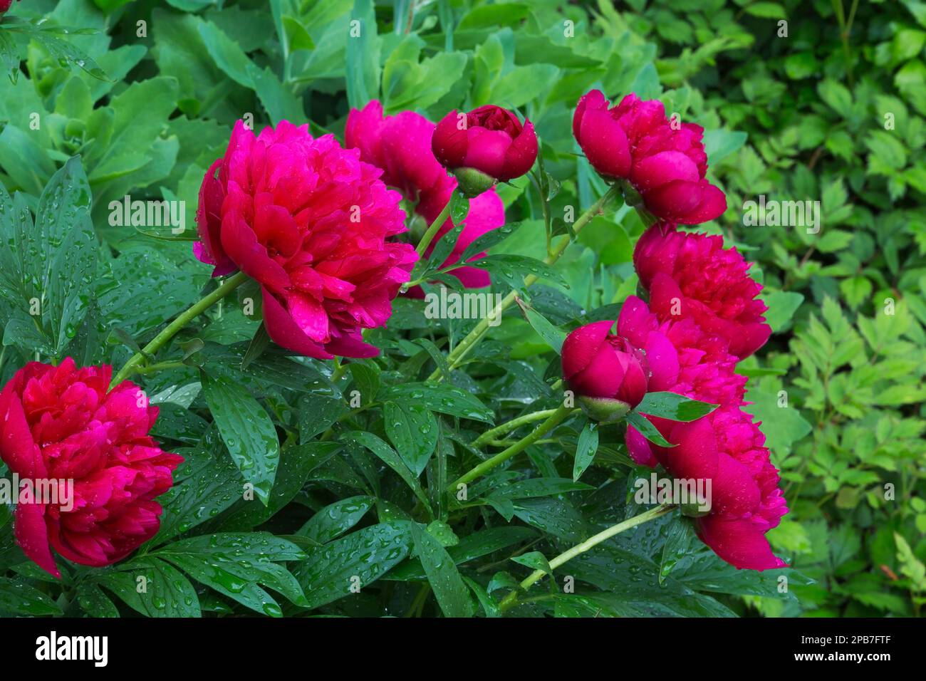 Paeonia lactiflora 'do Tella' - Peonia giardino comune al confine in primavera. Foto Stock