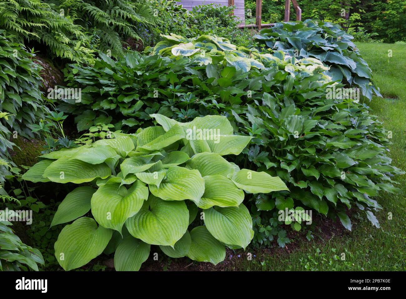 Hosta 'Osiris Ovation', Hosta 'Osiris Louis Cyr' al confine nel giardino cortile di fronte in primavera. Foto Stock