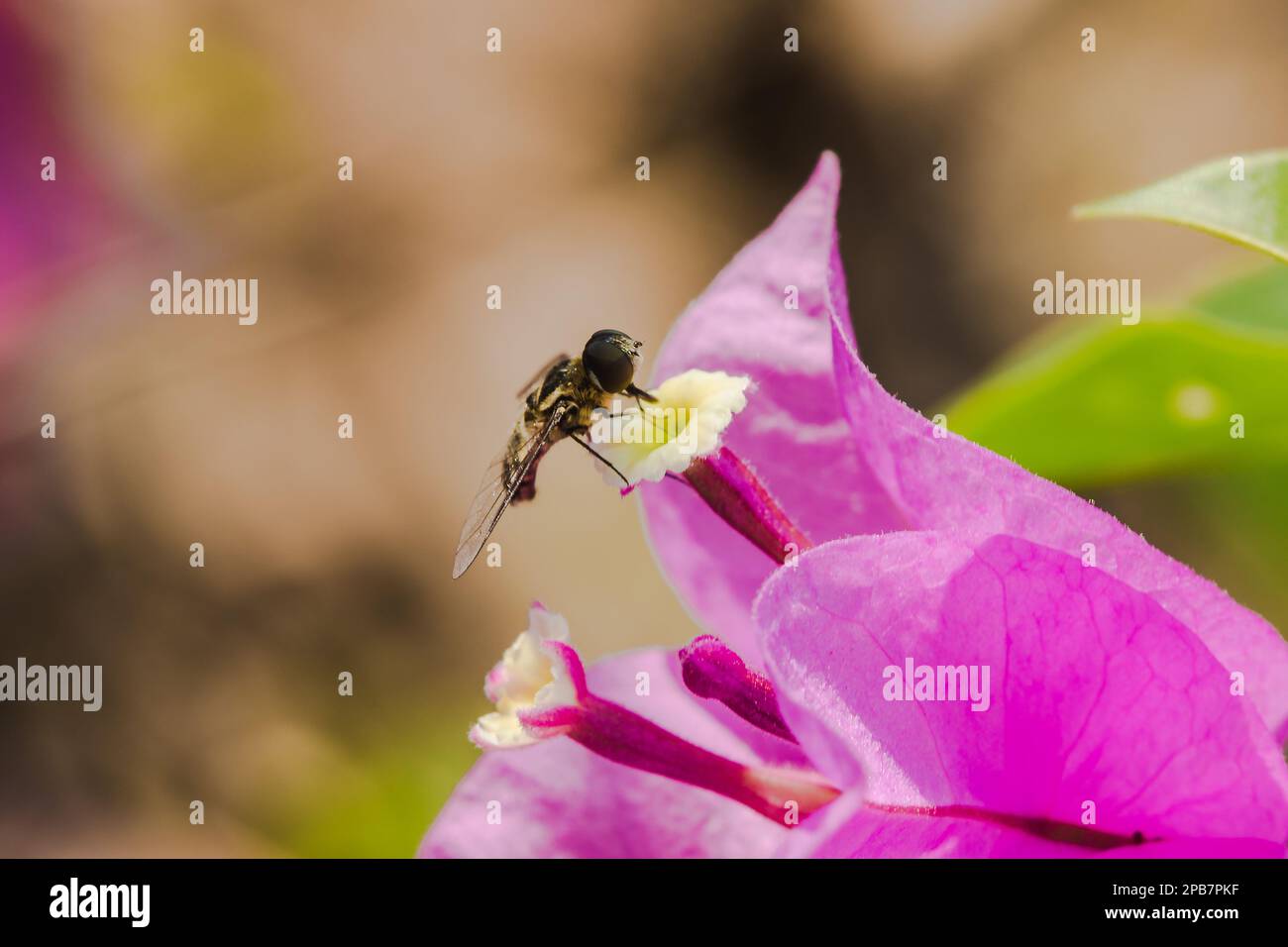 Un'ape su un fiore, un'ape che succhia su un nettare su un fiore, un'ape su un fiore rosa, un'ape su un fiore di bougainvillea Foto Stock