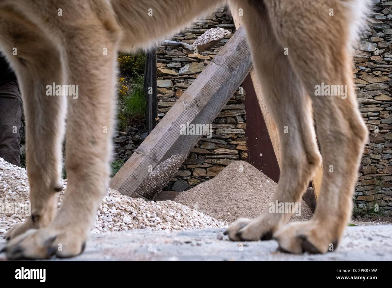 Un cottage visto attraverso le gambe di un cane presso l'eco-villaggio di Loural nelle montagne del Portogallo centrale. Qui, la famiglia Klein e i suoi partner stanno lavorando a un progetto ambizioso per riabilitare un piccolo villaggio abbandonato dal 2000 in un ambiente ecologico. Su 30 ettari, l'obiettivo è migliorare l'ecosistema praticando l'agricoltura biologica, il rimboschimento e la produzione di energia verde. Il piccolo villaggio in pietra si sta muovendo verso l'autonomia alimentare ed energetica e la sua vegetazione sta gradualmente tornando alla vita. Il luogo sta cominciando a fornire salute integrativa t Foto Stock