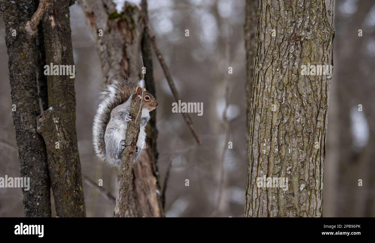 Écureuil Gris sur un arbre au Centre d'interprétation de la nature du lac Boivin Granby Québec Canada Foto Stock
