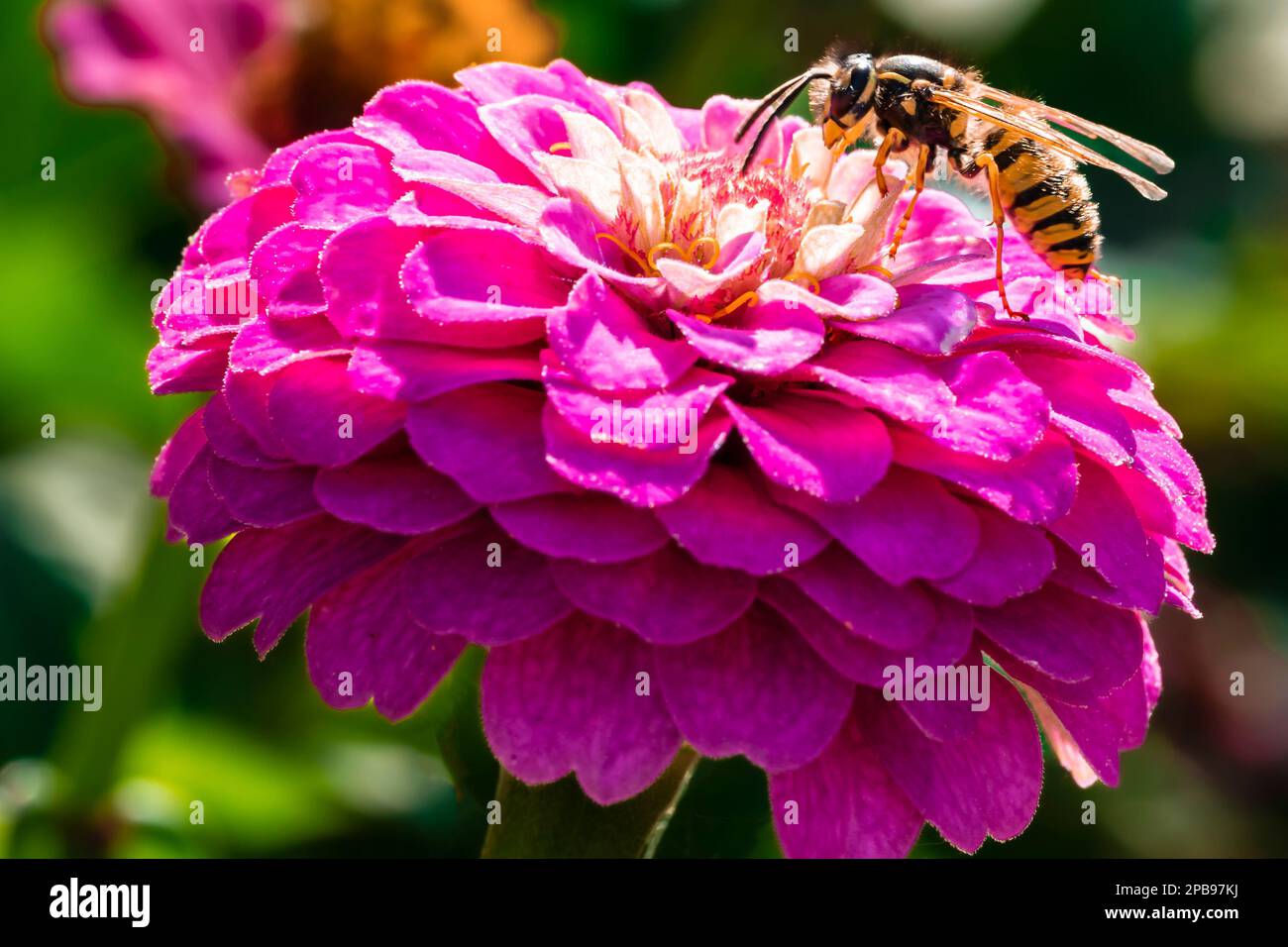 Primo piano di fiori di zinnia viola con una vespa. Fotografia con sfondo sfocato del giardino Foto Stock