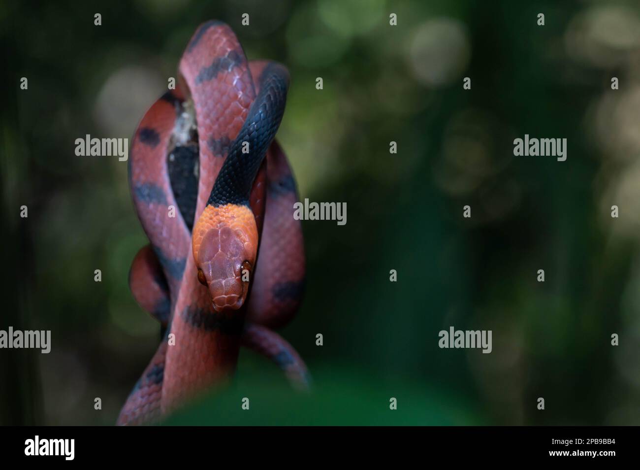 Una vinesnake rossa (Siflophis compressus) della regione di Loreto dell'Amazzonia peruviana. Foto Stock