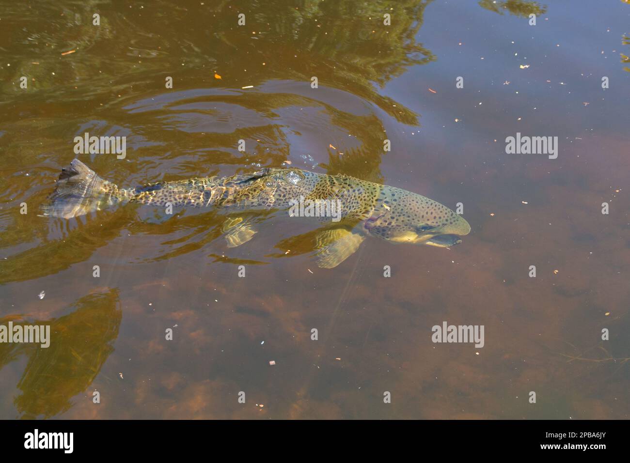 Grande salmone atlantico maschile nuoto in un fiume Foto Stock