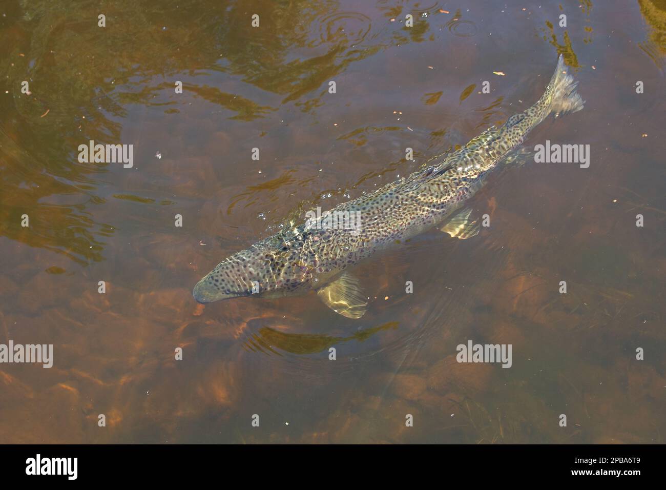 Grande salmone atlantico maschile nuoto in un fiume Foto Stock