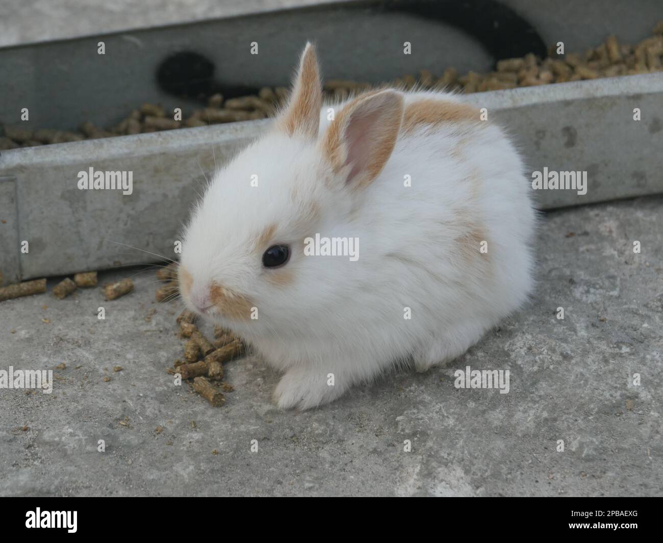 Coniglietto bianco e marrone soffice Foto Stock