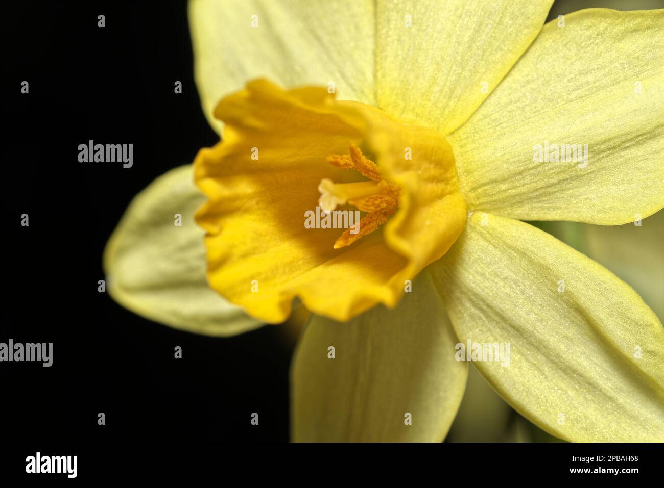 Macro di narciso giallo o fiore di daffodil su sfondo nero Foto Stock