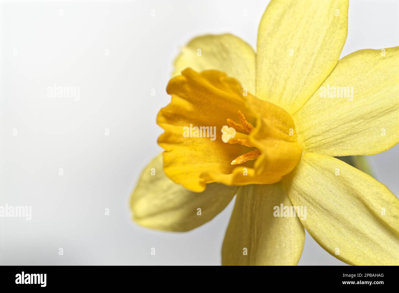 Macro di narciso giallo o fiore di daffodil su sfondo bianco Foto Stock