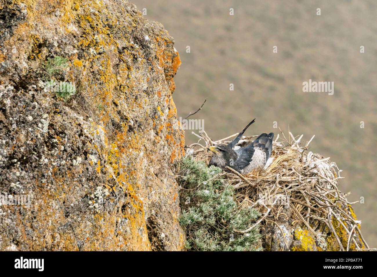 Aquila di buzzarda di colore nero (aquila blu cilena, Geranoaetus melanoleucus) che nidificano su una rupe, Rio Nireguao, Patagonia Foto Stock