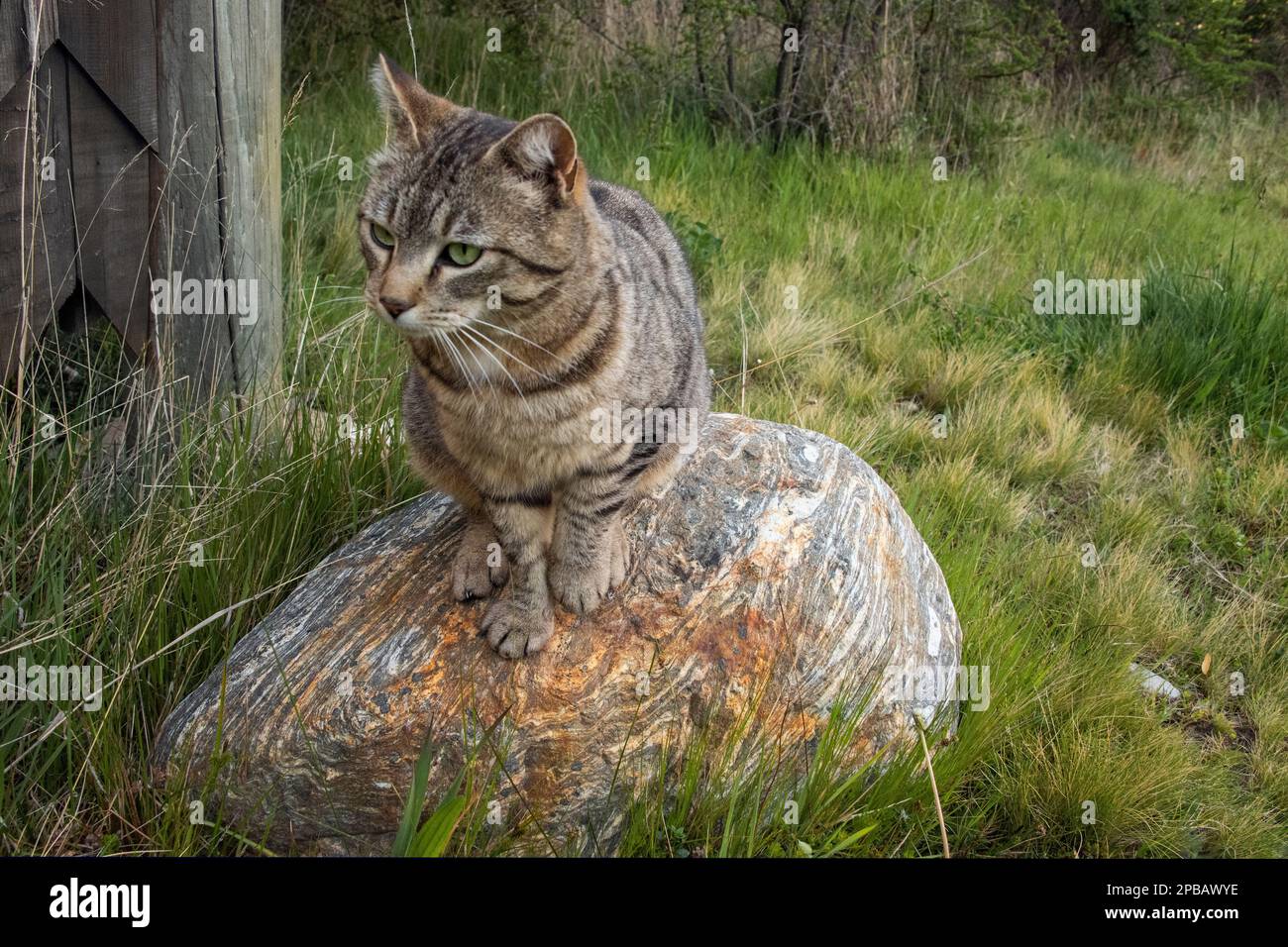 Gatto Tabby con gli occhi verdi su roccia marmorizzata, Green Baker Lodge, Patagonia, Cile Foto Stock