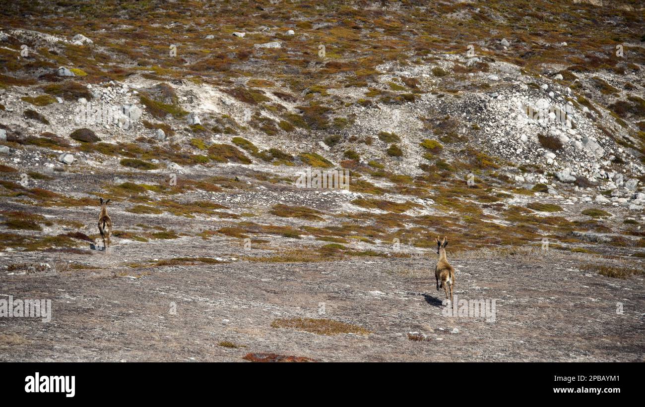 Coppia di huemul (Hippocamelus bisulcus) in pericolo di estinzione cervi che corrono attraverso il terminale morena del ghiacciaio Nef, Aysen, Cile Foto Stock
