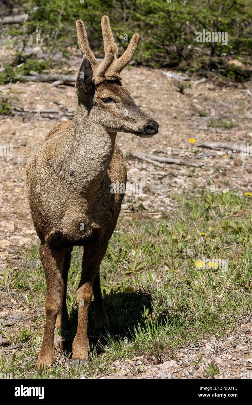 Huemul maschio selvatico (Hippocamelus bisculcus, specie minacciate), Estero Mallines o Paso las Mulas, Carretera Austral, Patagonia Foto Stock