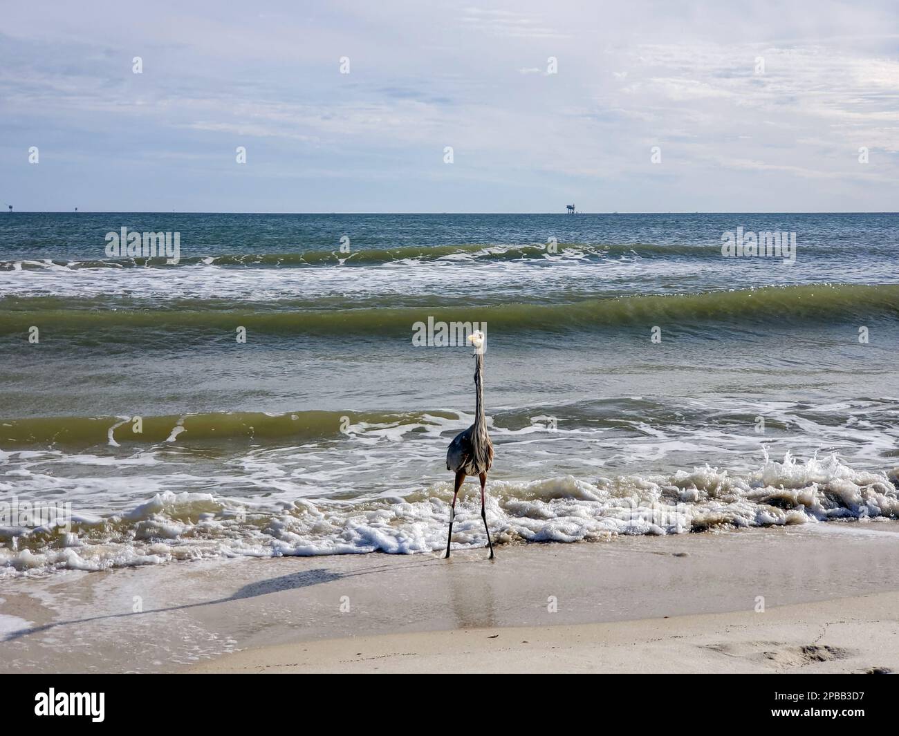 Uccelli marini sulla spiaggia di Gulf Shores Foto Stock