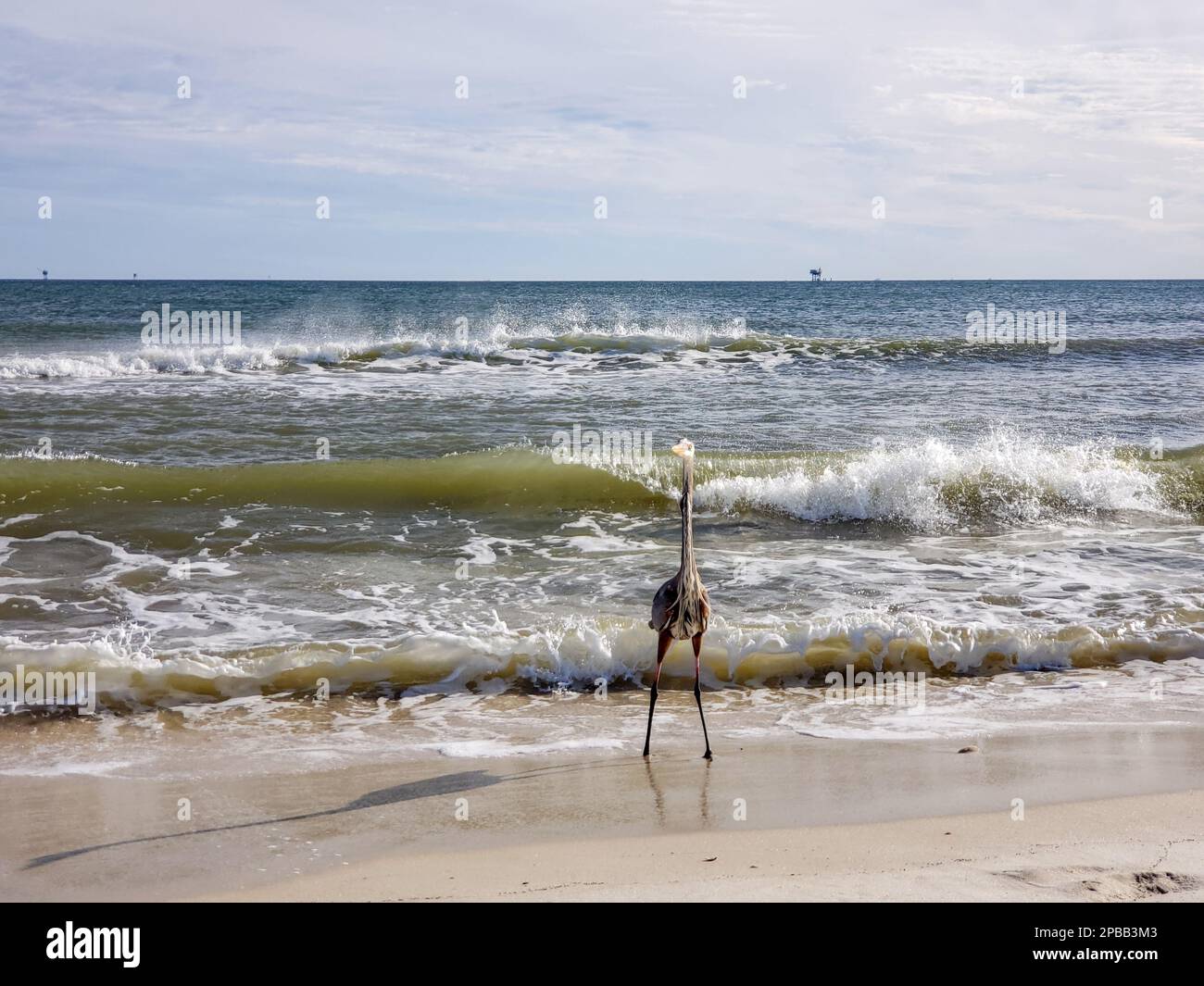 Uccelli marini sulla spiaggia di Gulf Shores Foto Stock