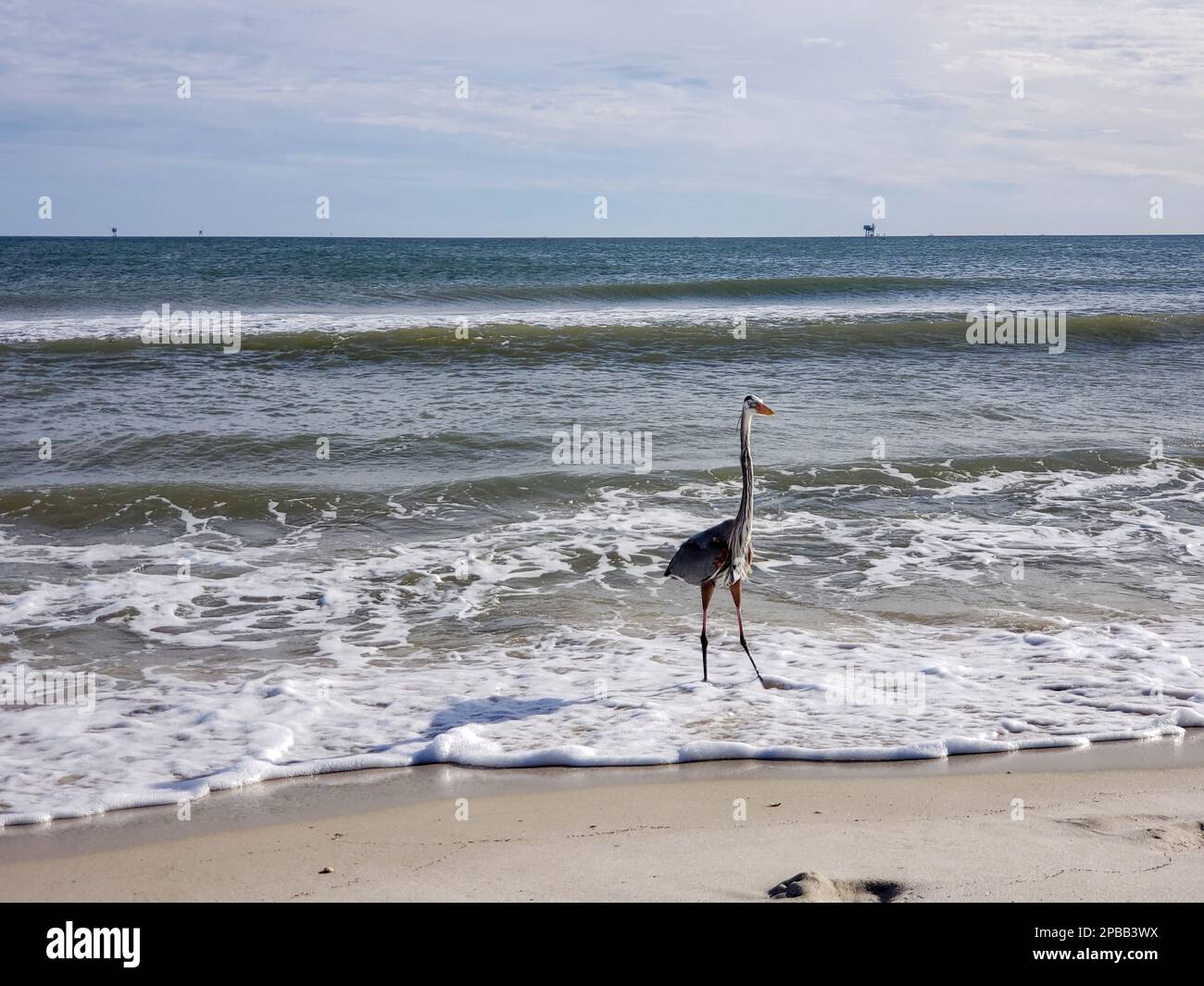 Uccelli marini sulla spiaggia di Gulf Shores Foto Stock