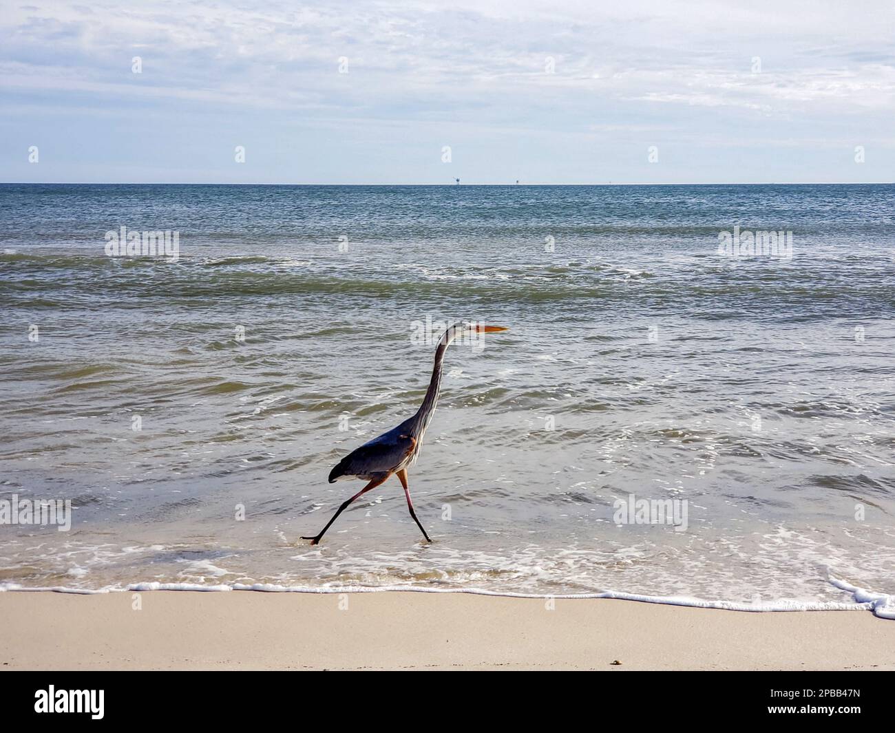 Uccelli marini sulla spiaggia di Gulf Shores Foto Stock
