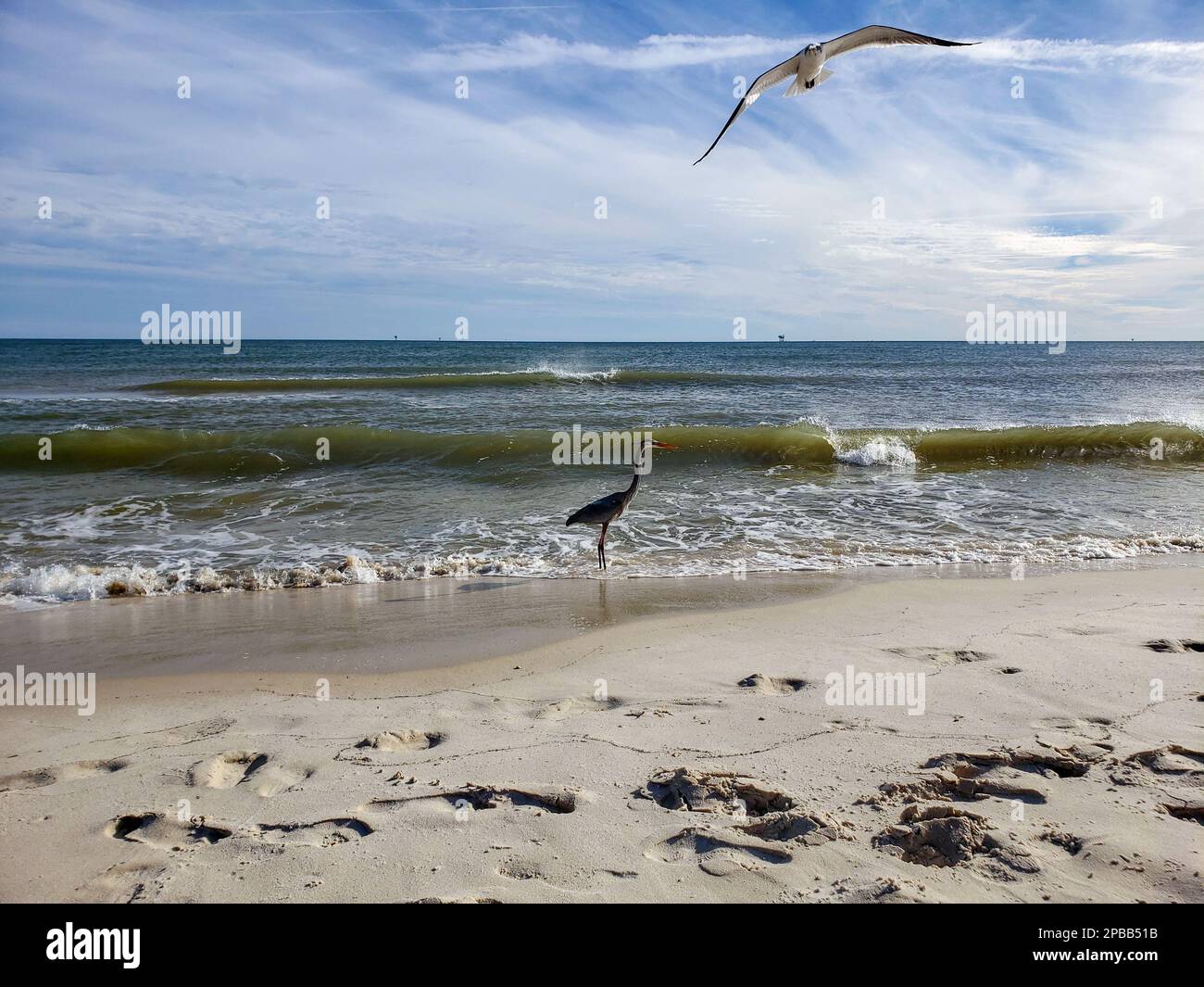 Uccelli marini sulla spiaggia di Gulf Shores Foto Stock